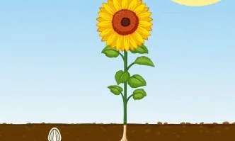 Искате ли да получите пълния добивен потенциал на избрания хибрид