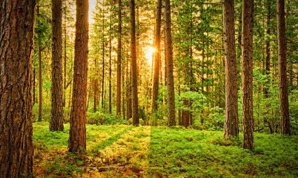 За периода от 2 до 8 август 2021 г. служителите в регионалните дирекции по горите са извършили 4 052 проверки