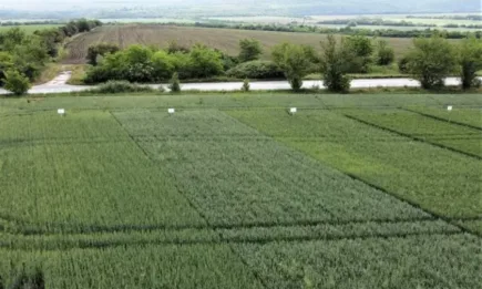 Пшениците, които устояха на натиска на болести през влажната пролет