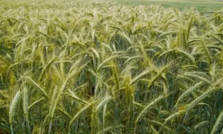 Lidea може да отговори на всеки един каприз