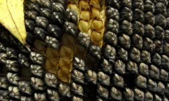 България отчита напредък по две процедури за износ на слънчогледов шрот и на сух зърнен спиртоварен остатък (DDGS) за Китай