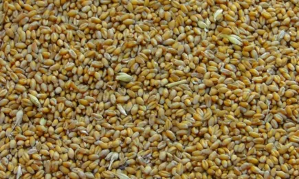 Фуражна пшеница в големи количества се търси на начална цена от 615.00 лв./тон