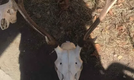 4 нерегистрирани ловни трофея от благороден елен задържаха служители от РДГ - Пловдив