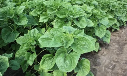 Нов хербицид от Corteva AgriScience™ в слънчоглед срещу широколистни плевели