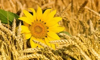 Ръст при производството и износа на слънчогледово масло и пшеница в световен мащаб