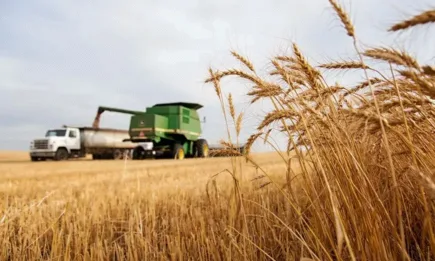 Продължава поскъпването на европейската пшеница