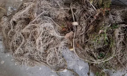 Проверки на река Дунав