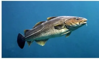 Предлагат забрана за улов на треска в Балтийско море