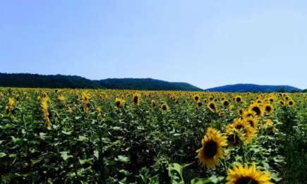 Забраната за износ на палмово масло от Индонезия продължава да оказва влияние върху маслодайните култури