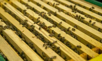 Петко Симеонов: Предприемачески дух, много труд, упоритост и бизнес нюх