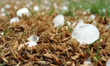 Над 420 хил. лева получиха стопаните с напълно или частично унищожена реколта от градушката в Садово