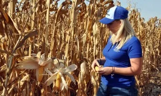 Царевицата на Corteva дава сигурност в сухи условия