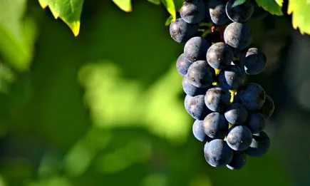 До 19 февруари ще се кандидатства по инвестиционна мярка за винопроизводители, от бранша са доволни