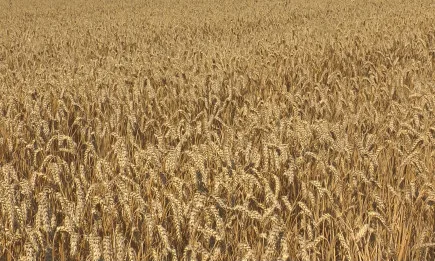 Обзор на Софийска стокова борса АД за периода от 28.12.21 - 31.12.2021 г.