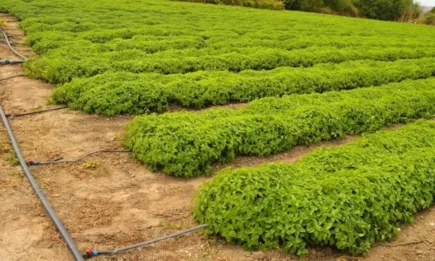 Отпускат се 16 млн. лева за напояване на земеделски култури