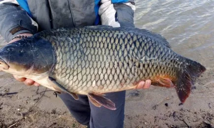 135 кг риба беше върната във водите на язовир Жребчево