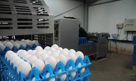 Птицевъдният бранш в криза