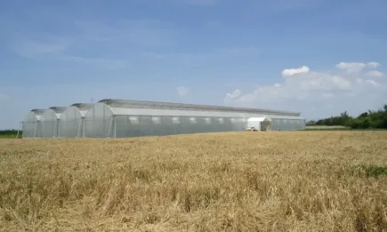 Какви обвързани с производството плащания предстоят в секторите животновъдство, плодове и зеленчуци?