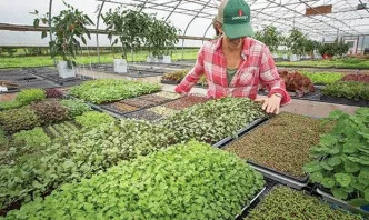 Защо земеделците избират изпитани семена за зеленчуци?