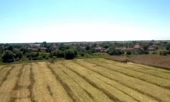 Декалб рапицата – рекордьор по добив