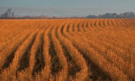 САЩ очакват рекордна реколта от соя през следващия сезон