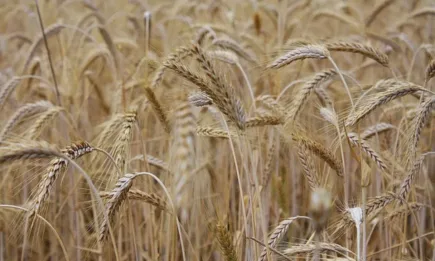 На Софийска стокова борса котировките през седмицата са единствено от страна на купувачите