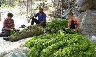 Започна втори прием по de minimis за тютюнопроизводителите