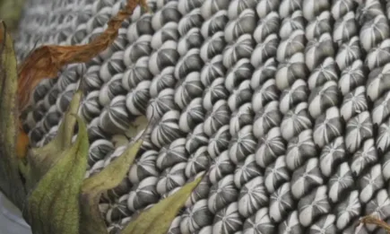 Има заявки за покупка на маслодаен слънчоглед от място на 950.00 лв./тон