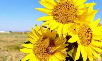 ЕК предлага на пчеларите 180 млн. евро за три години