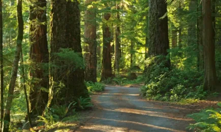 От 3 до 9 април – Седмица на гората