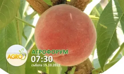 В АГРОФОРУМ: Какви са надеждите на лозарите за новия програмен период на ОСП