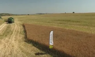 Може ли рапицата да е най-успешната ни култура