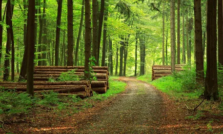 Мораториум за сеч на стари гори – тема на земеделската комисия