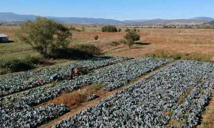 Лоша е реколтата от зеле в Кюстендилско