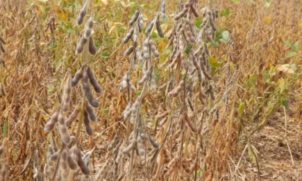 Соята и днес остава на червено