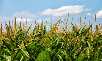 Седмична агрометеорологична прогноза 13-19.08.2021 година