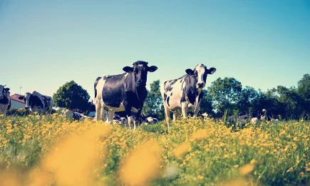Копа и Коджека приветстват правилата за хуманно отношение, гласувани в ЕП