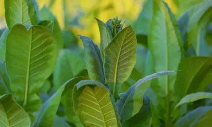 Определени са ставките за тютюн по Националната преходна помощ за кампания 2023 г.