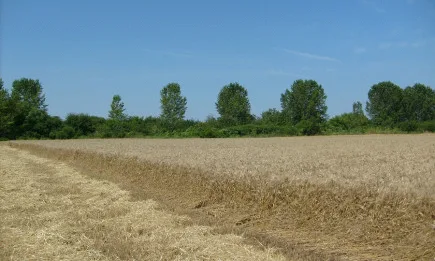 Американската пшеница отбеляза 13-годишен рекорд в цената си