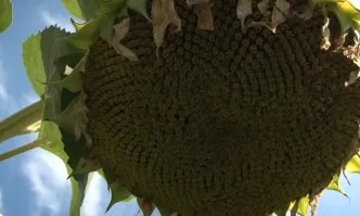 Хибридите на Пионер по ЕxpressSun технологията са лидери с около 90% пазарен дял в сегмента