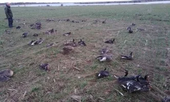 БДЗП маркира 9 червеногуши гъски със сателитни предаватели край Дуранкулак