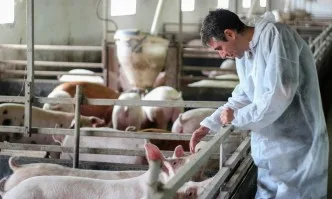 БАБХ потвърди нови огнища на африканска чума при домашни свине в областите Плевен и Велико Търново