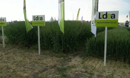 Монтекристо CS и Сомтуосо CS – нови сортове пшеница от LIDEA