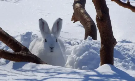 Ще се образува снежна покривка