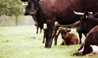 Животновъдите получиха още 6,65 млн. лева обвързано подпомагане