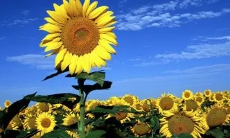 Икономични решения за растителна защита при слънчоглед