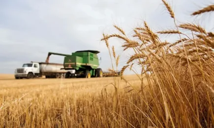 Спад в цената си регистрира пшеницата на световните борси