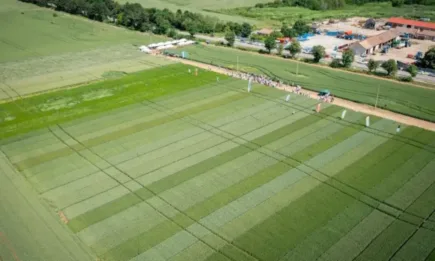 Мариела Йорданова: В година с болести и вредители италианската селекция на Сембодиа се отличава на полето