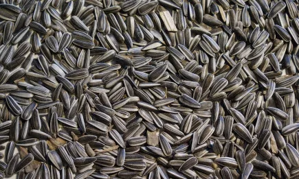 Русия спира износа на рапица и слънчоглед