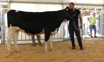 4200 лв. за юница на първия явен търг у нас